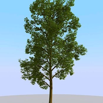035景观树矮树3d模型下载
