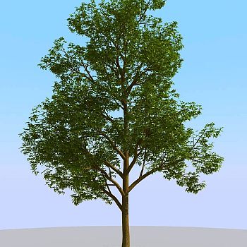 034景观树矮树3d模型下载