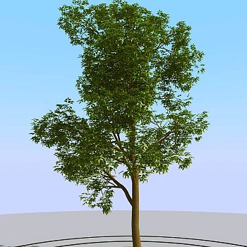033景观树矮树3d模型下载