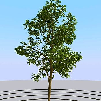 032景观树矮树3d模型下载