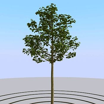 031景观树矮树3d模型下载