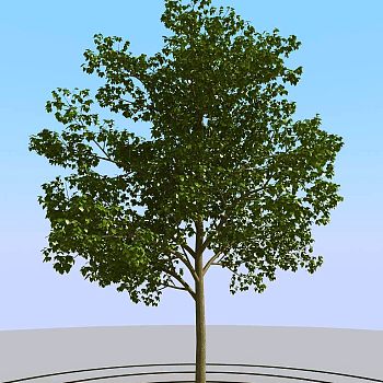 029景观树矮树3d模型下载