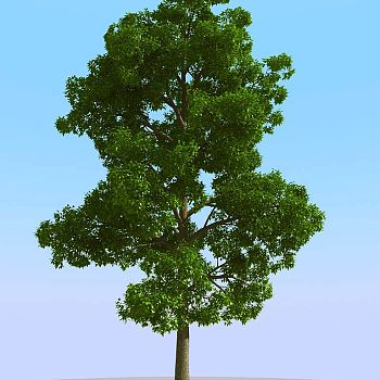 020景观植物树3d模型下载