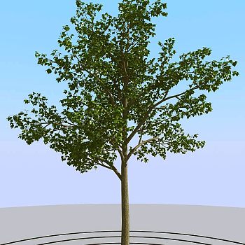 027景观树矮树3d模型下载