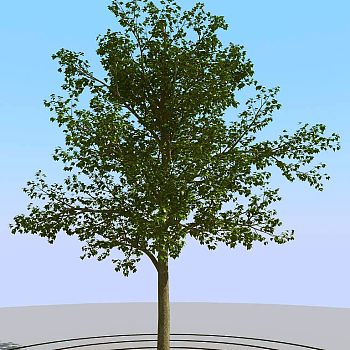 026景观树矮树3d模型下载