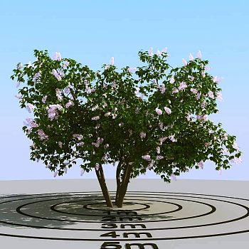025开花的景观树3d模型下载