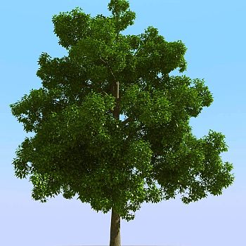 019景观植物树3d模型下载
