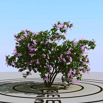 024开花的景观树3d模型下载