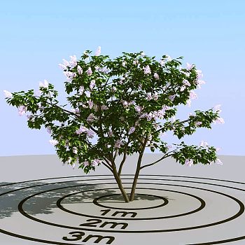 022开花的景观树3d模型下载