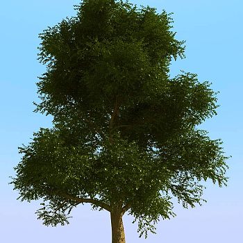 015景观植物树3d模型下载