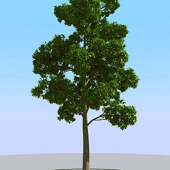 018景观植物树3d模型下载