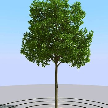 017景观植物树3d模型下载