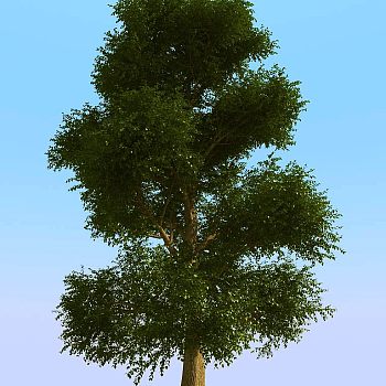 014景观植物树3d模型下载