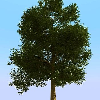 012景观植物树3d模型下载