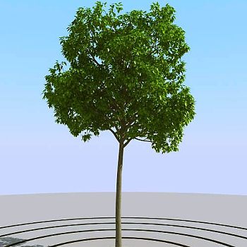 016景观植物树3d模型下载
