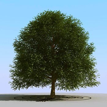 009景观植物树3d模型下载 (1)