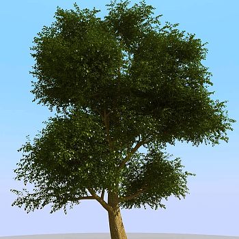 013景观植物树3d模型下载
