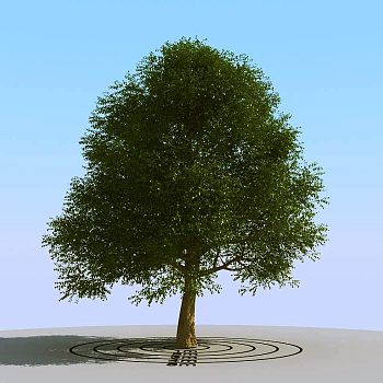 010景观植物树3d模型下载