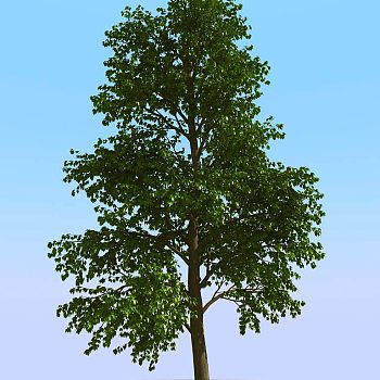 007景观植物树3d模型下载 (1)
