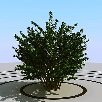 030灌木植物球绿植3d模型下载