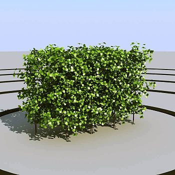 027景观植物绿植墙植物墙树墙黄杨3d模型下载
