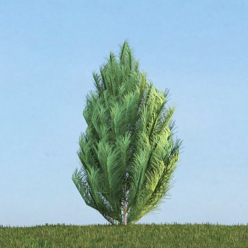 038夏季景观松树,针叶树,柏树3D模型下载