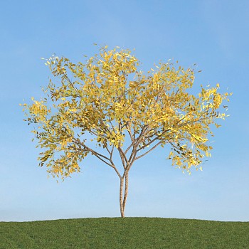033秋季黄树叶景观树,3D模型下载