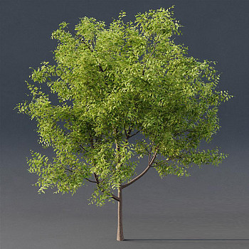 8树3d模型下载