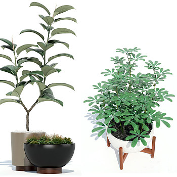 植物盆栽3d模型下载