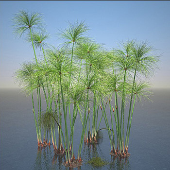 植物水草3D模型下载