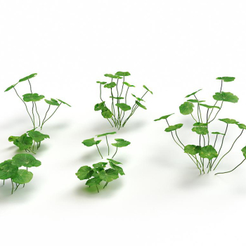 水生植物3D模型下载