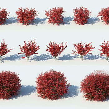 灌木植物3d模型下载