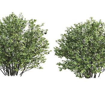景观树3D模型下载