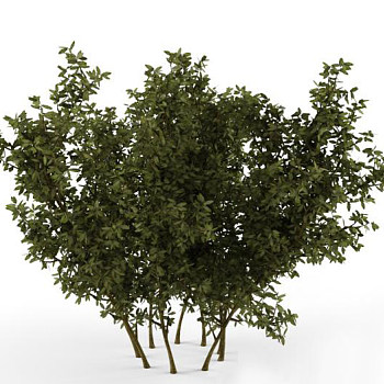 绿植树3D模型下载