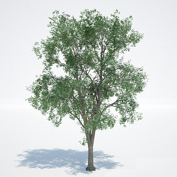 景观树3D模型下载