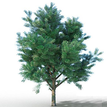 松树3d模型下载