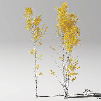 白杨树3D模型下载