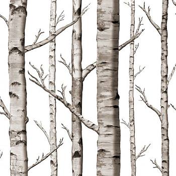白桦树树皮材质贴图 (114)