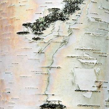 白桦树树皮材质贴图 (123)