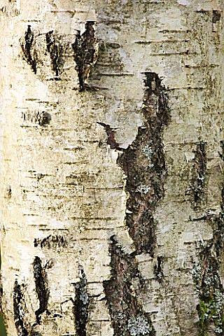 树皮材质贴图 (20)