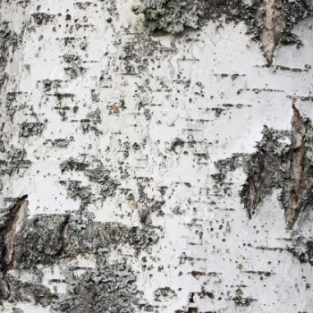 白桦树树皮材质贴图 (110)