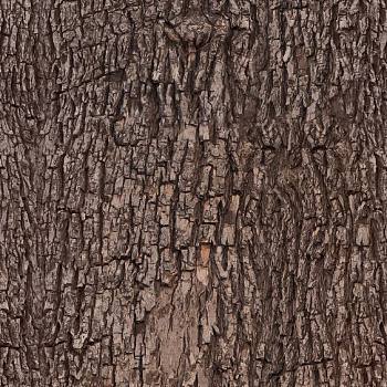 树皮材质贴图 (60)