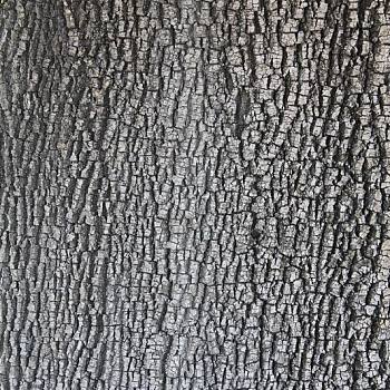 树皮材质贴图 (41)