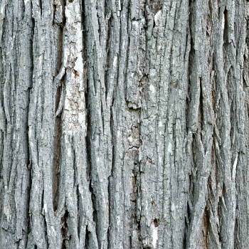 树皮材质贴图 (52)