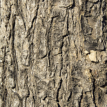 树皮材质贴图 (46)
