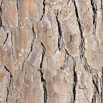 树皮材质贴图 (44)