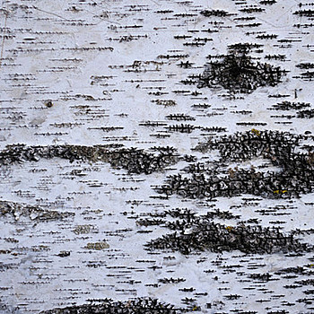 白桦树树皮材质贴图 (117)