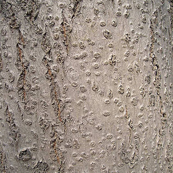 树皮材质贴图 (106)