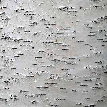 白桦树树皮材质贴图 (118)