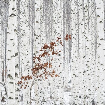 现代白桦树林儿童房彩绘手绘壁纸壁布 (4)